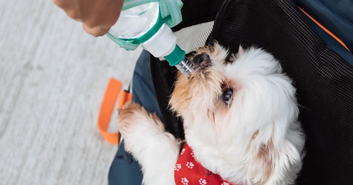 ペット用冷却グッズの緊急時対応マニュアル｜停電・故障時の応急処置完全版