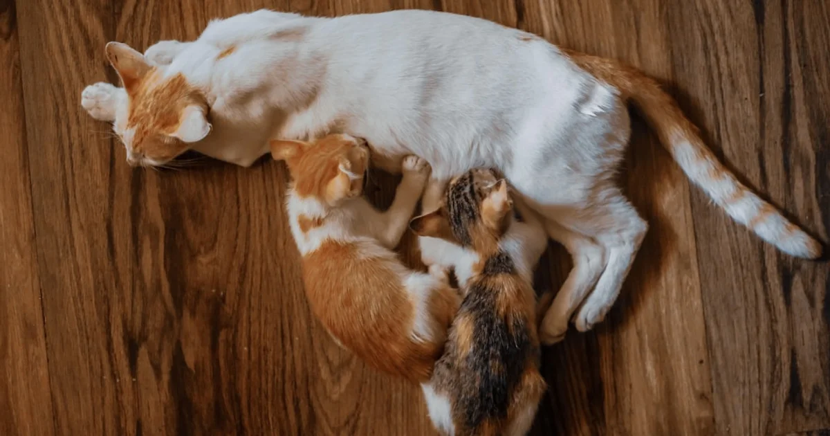 多頭飼い向けコストパフォーマンス最強冷却グッズ｜まとめ買いで年間3万円節約