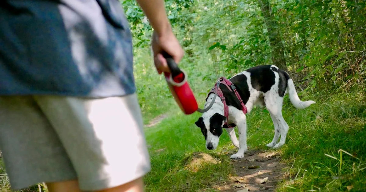 屋外活動時のペット用冷却グッズ活用術｜散歩・ドッグラン・キャンプ完全対策
